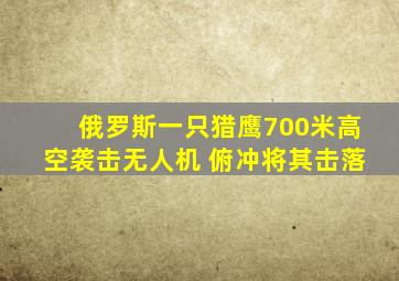 俄罗斯一只猎鹰700米高空袭击无人机 俯冲将其击落